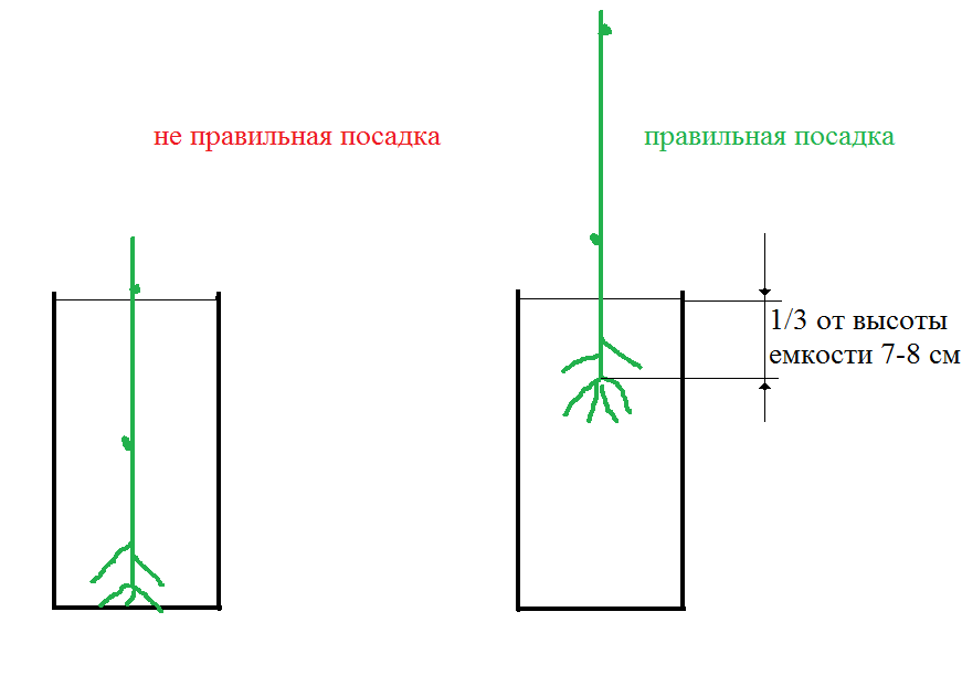 Посадка черенка винограда в емкость+ВИДЕО