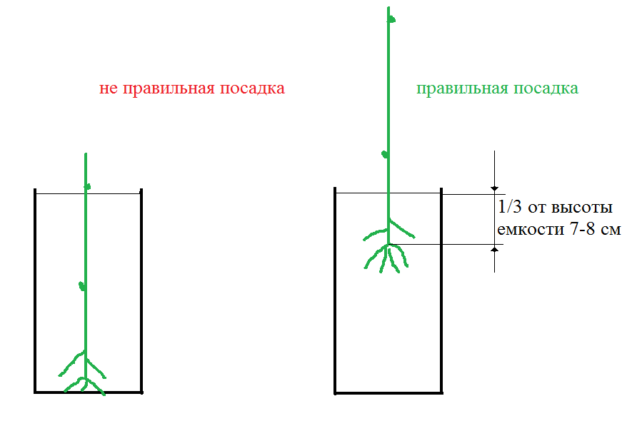 Как сажать черенки винограда весной. Как садить виноград черенками. Схема посадки черенков винограда. Посадка пророщенных черенков винограда. Посадка винограда черенками.