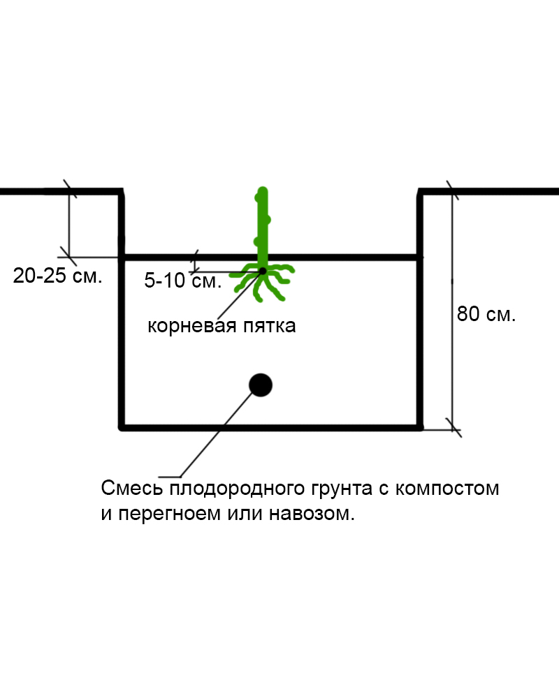 На каком расстоянии сажать саженцы