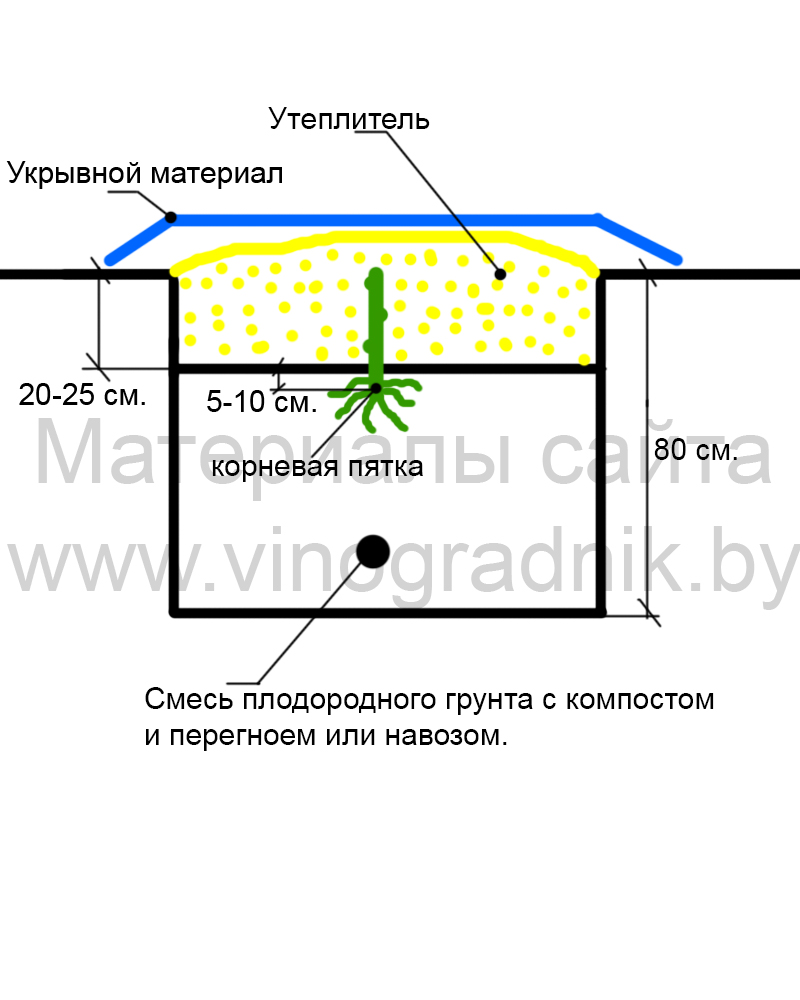 Схема ямы для посадки винограда