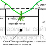 Как сделать посадочную яму для саженца винограда +ВИДЕО