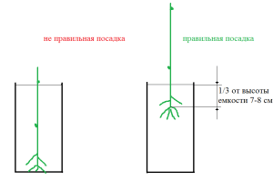 Схема посадки черенка в емкость.