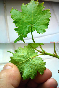 Поражение листьев винограда трипсами. Фото с http://forum.vinograd.info пользователя "Владимир 70"