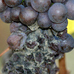 Серая гниль (BOTRYTIS CINEREA)