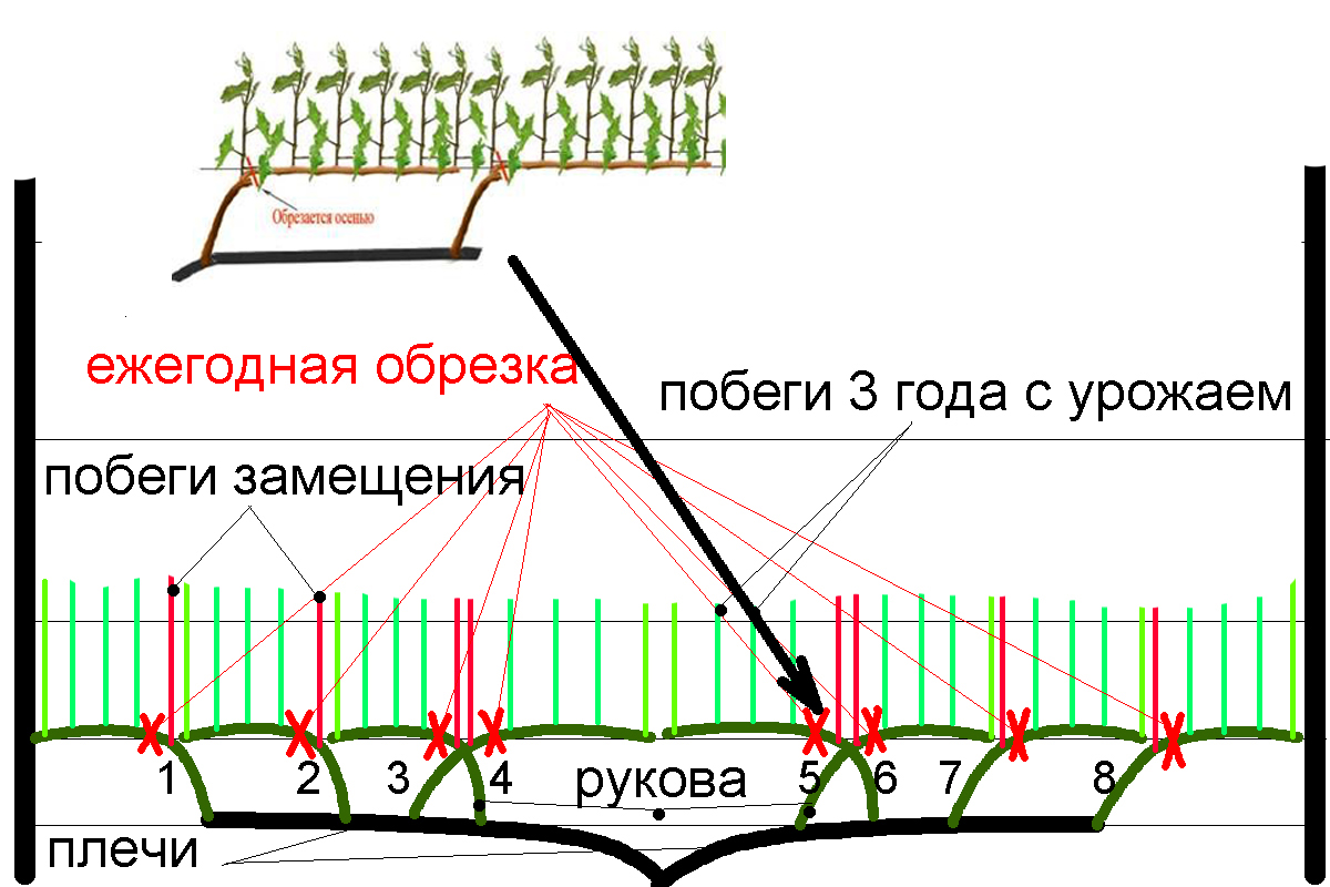 Обрезка винограда весной для начинающих как обрезать. Схема обрезки винограда кордон. Веерная формировка винограда. Односторонний веер формировка винограда. Формировка винограда кордон.