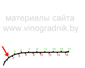 Выбор почек для формировки рукавов.