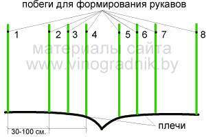 Формирование рукавов (рожков) кордона на 2 год.