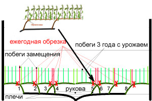 Рис.10 Ежегодная обрезка кордона.