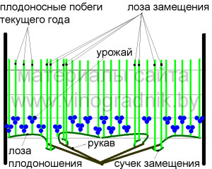 Веерная форма ведения винограда.