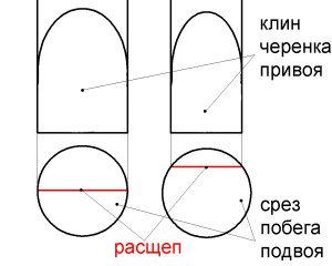 Рис.3 Место расщепа в зависимости от совпадения диаметров привоя и подвоя.