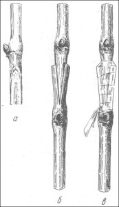 Рис.1 Прививка в расщеп. а - черенок привоя, б - вид прививки без обвязки, в - готовая прививка.