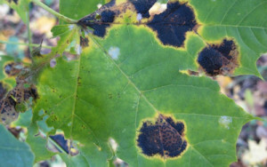 Рис.1 Черная пятнистость на листьях винограда.