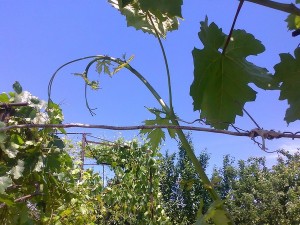 Загнутая точка роста виноградного побега говорит о том, что идет активный рост побега, и проведение чеканки преждевременно.