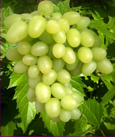 Сорт винограда Аркадия. Описание Фото+ВИДЕО