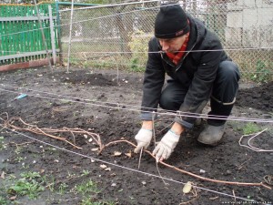 Фиксация лоз вдоль ряда с помощью П-образных скоб.