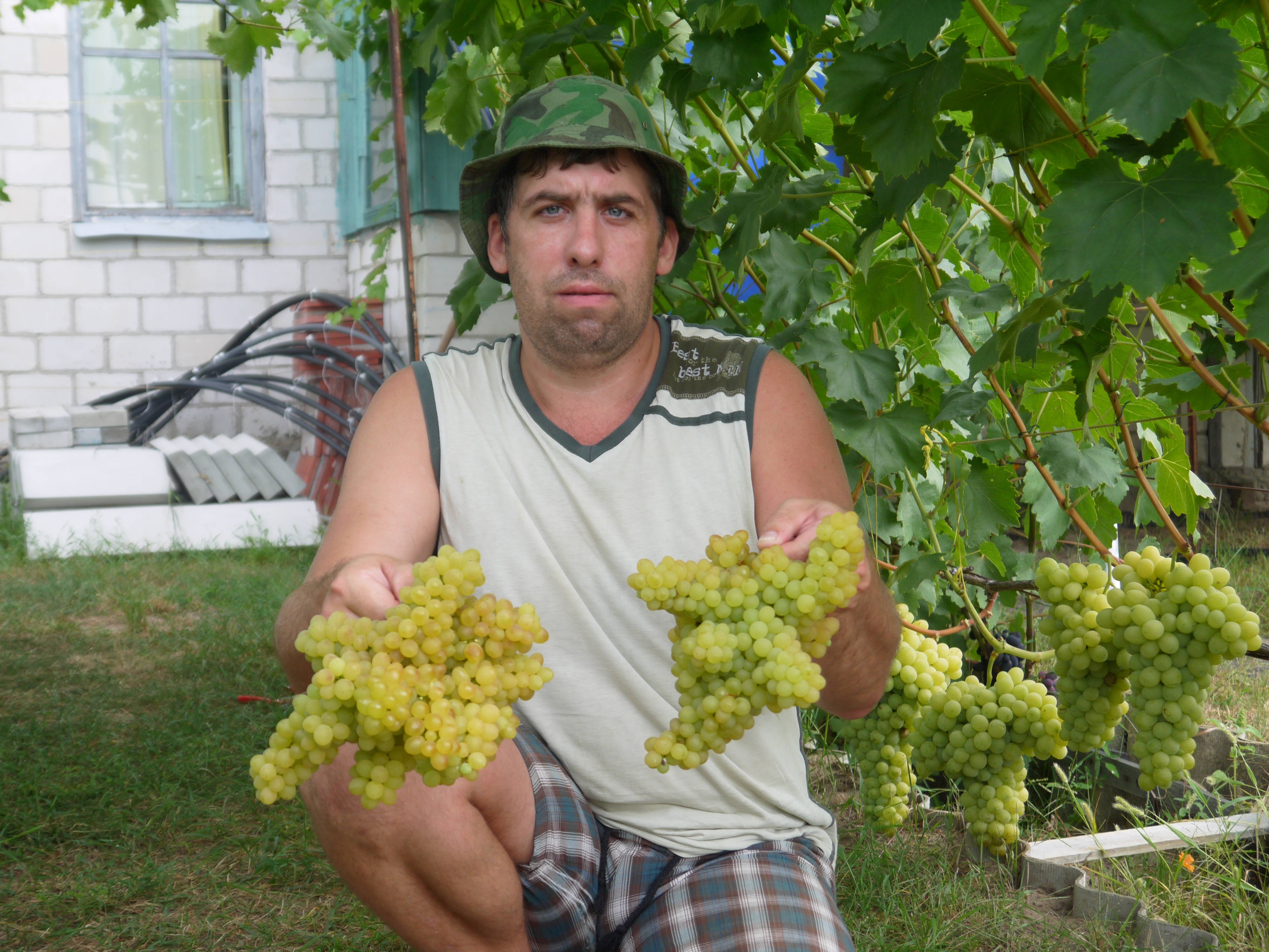 Виноград Кишмиш 342: описание, характеристики, выращивание и уход, фото, отзывы | Название сайта