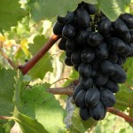 Сорт столового винограда Кодрянка +ВИДЕО