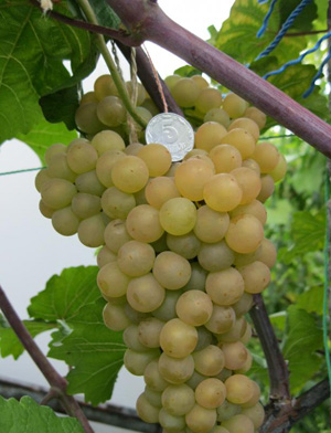 Технические (винные) сорта винограда для выращивания в Беларуси