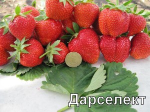 Сорт клубники "Дарсилект"