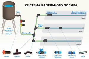 Какие сорта голубики лучше выращивать в Беларуси?