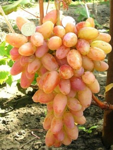 Сорт винограда Юбилей Новочеркасска. Описание Фото+ВИДЕО