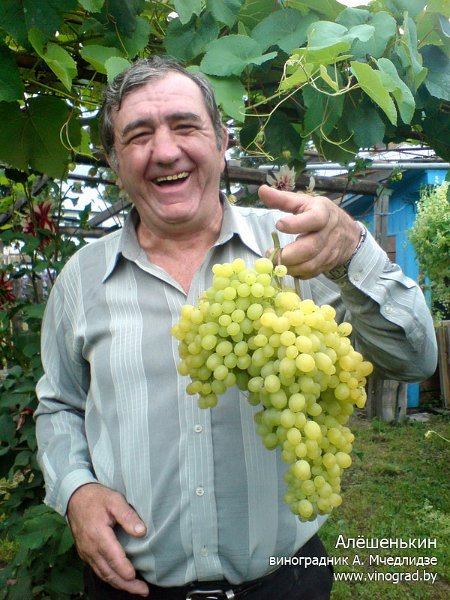 Выращивание саженцев винограда (1 год жизни)+ВИДЕО